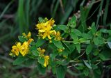 Hypericum maculatum. Верхушки побегов с соцветиями. Башкирия, Белорецкий р-н, гора Большой Иремель, ≈ 1200 м н.у.м., луг на опушке смешанного леса. 30.07.2019.