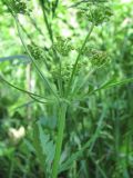 Eleutherospermum cicutarium