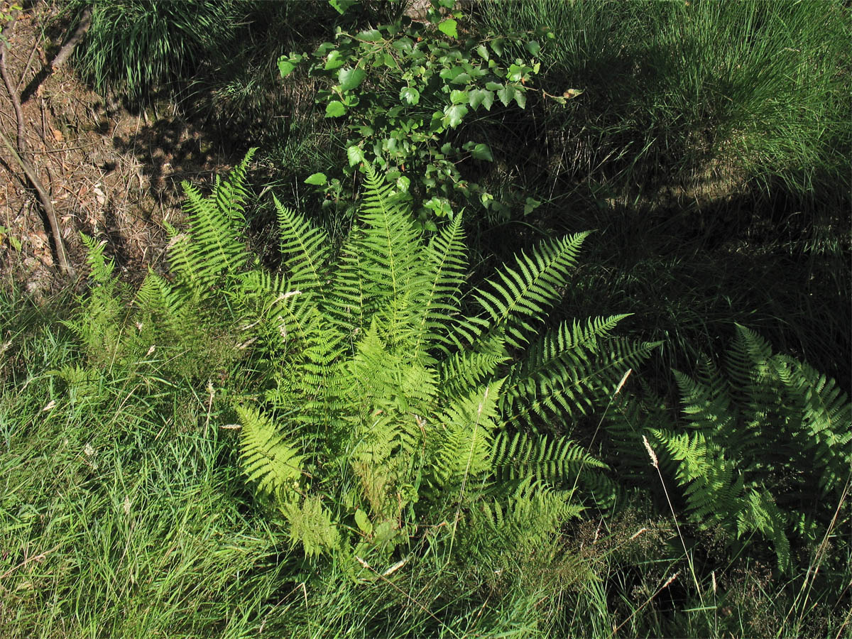 Image of Oreopteris limbosperma specimen.