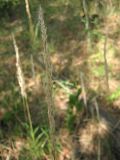 Calamagrostis arundinacea. Соплодие. Пензенская обл., Спасский р-н, с. Ново-Зубово. 25.07.2010.