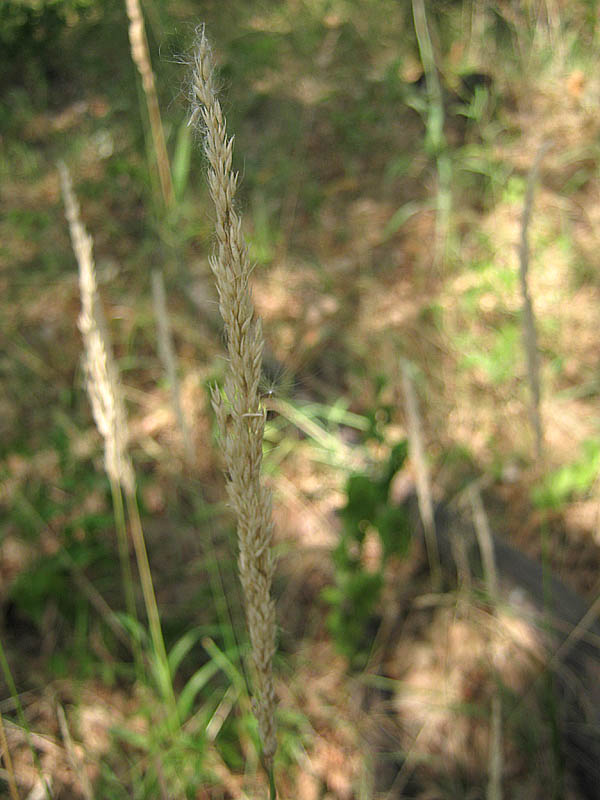 Image of Calamagrostis arundinacea specimen.