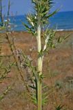 Echinops spinosissimus. Часть побега. Кипр, окр. г. Пафос, берег Средиземного моря. 13.07.2019.