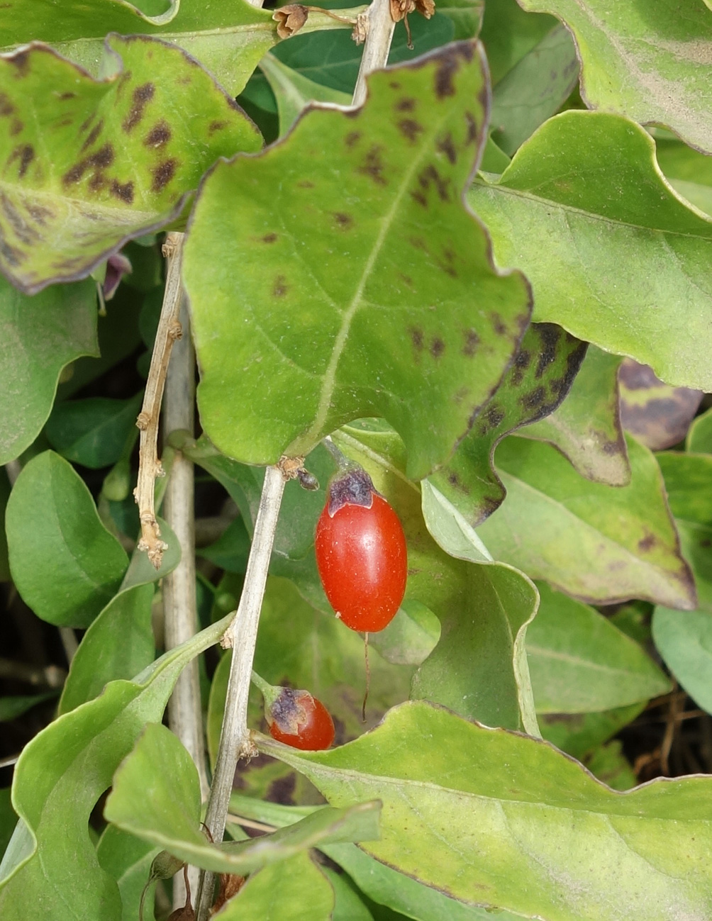 Изображение особи Lycium barbarum.