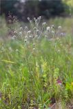 Erigeron acris