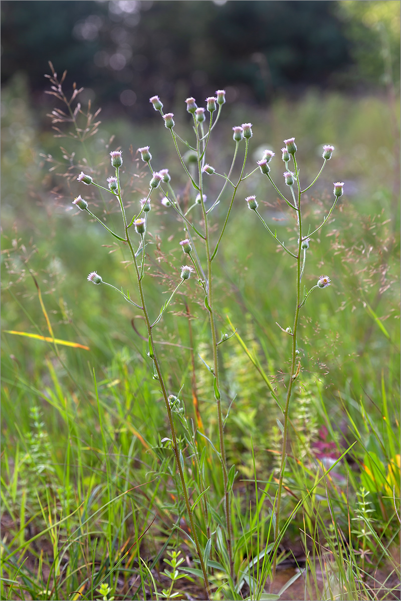 Image of Erigeron acris specimen.