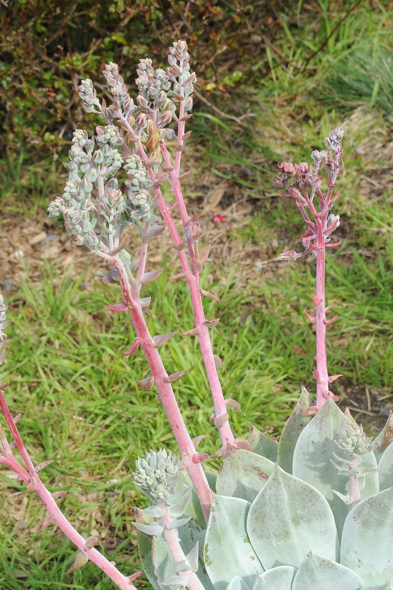 Изображение особи Dudleya pulverulenta.
