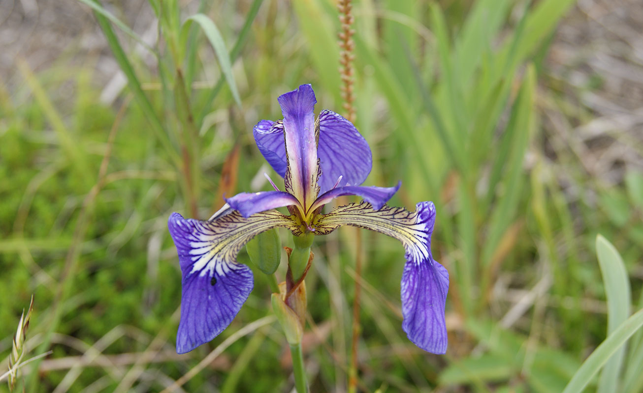 Image of Iris setosa specimen.