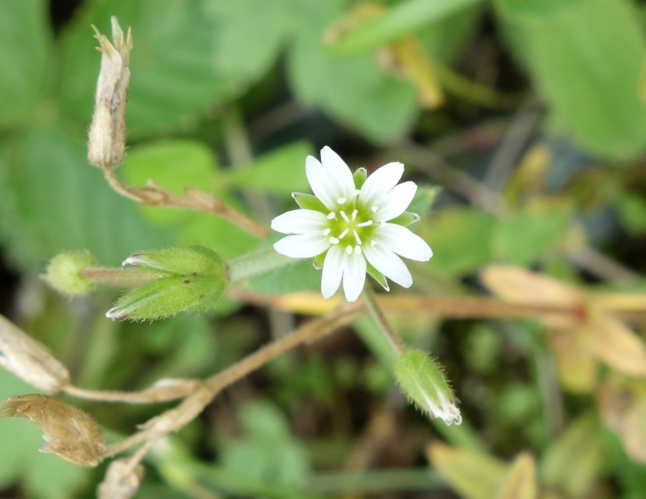 Image of Cerastium holosteoides specimen.