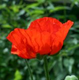 Papaver setiferum. Цветок в каплях дождя. Пермский край, Краснокамский р-н, садовый участок, по краю скошенного луга. 15.06.2019.