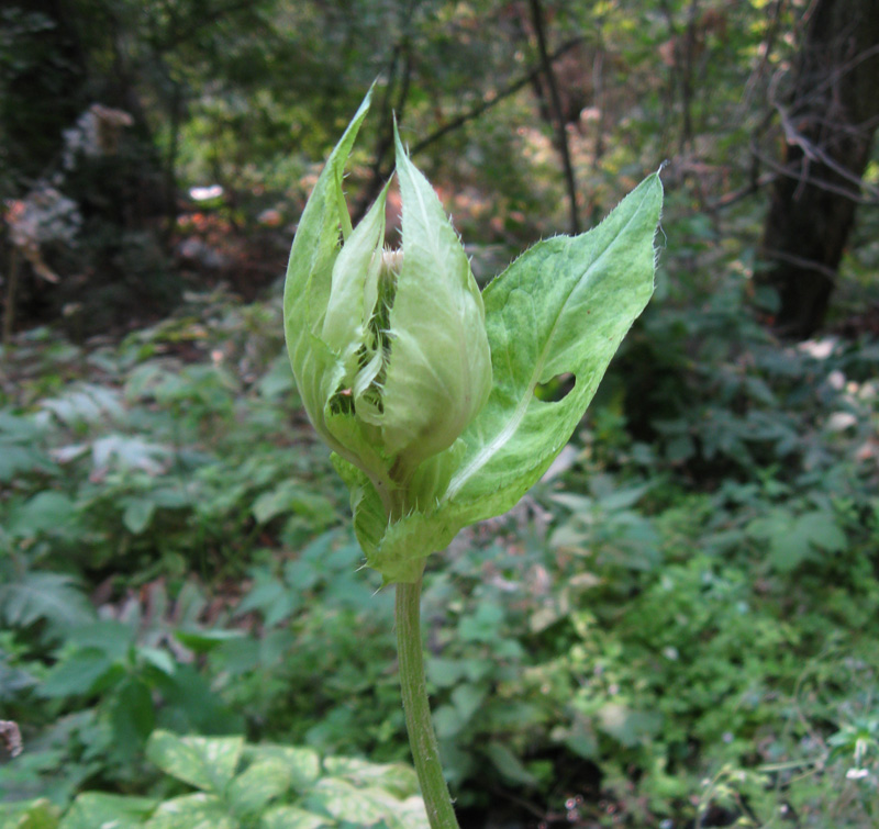 Image of Cirsium oleraceum specimen.