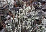 genus Cladonia. Талломы с апотециями. Коми, Сыктывдинский р-н, окр. ст. Язель, долина р. Вычегда, сосновый лес, старое место складирования коры. 11.10.2018.