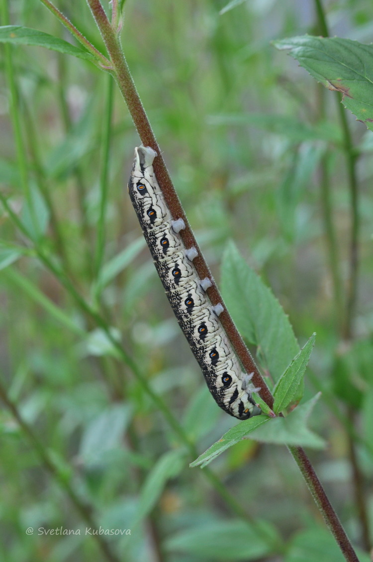 Изображение особи Epilobium pseudorubescens.