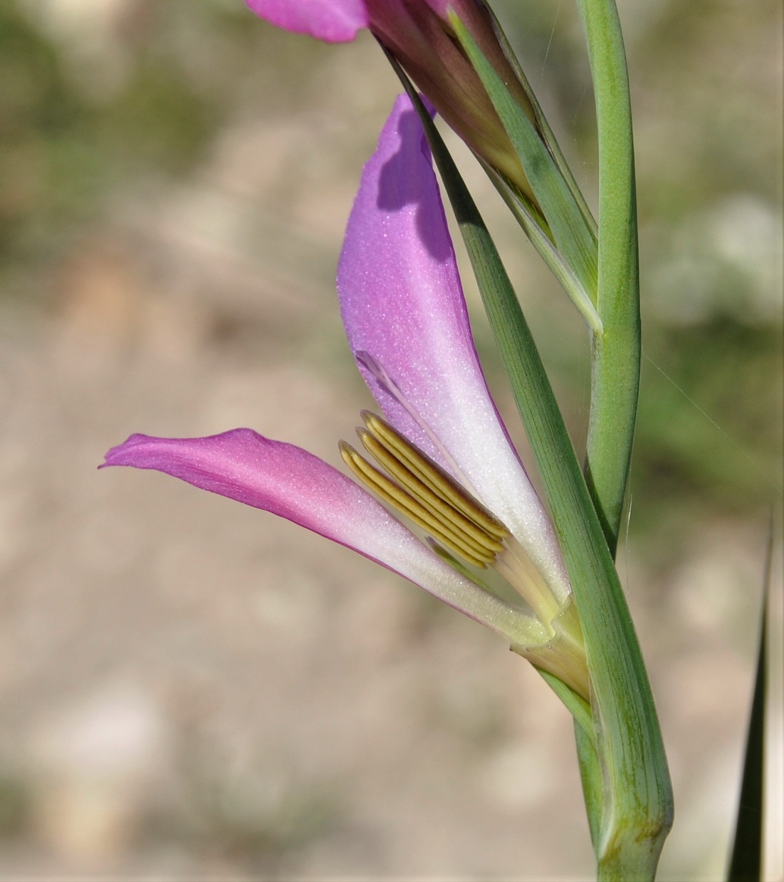 Изображение особи Gladiolus italicus.