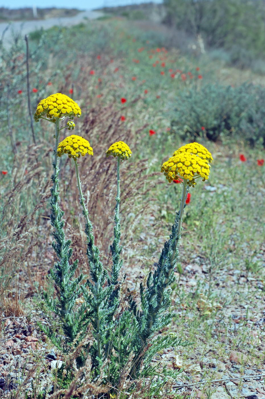 Image of Pseudohandelia umbellifera specimen.