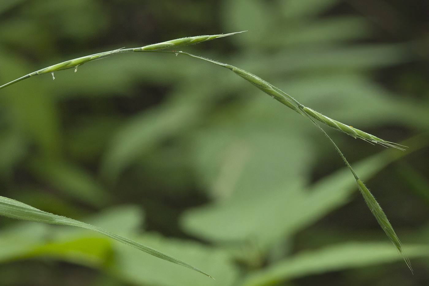 Изображение особи Brachypodium kurilense.