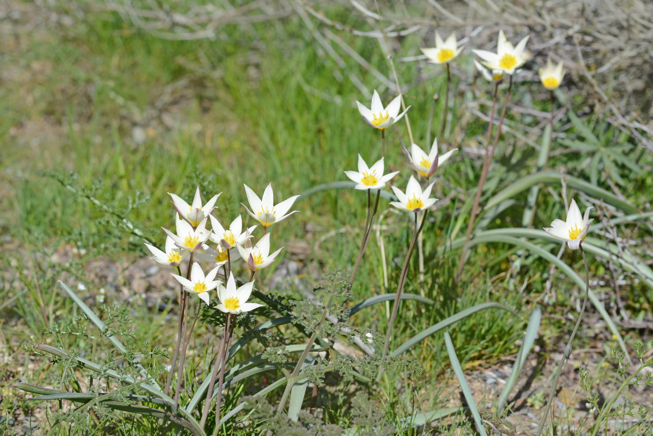 Image of Tulipa bifloriformis specimen.