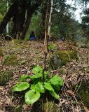 Cardiocrinum giganteum