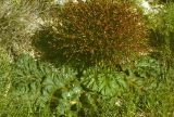 Rheum tataricum