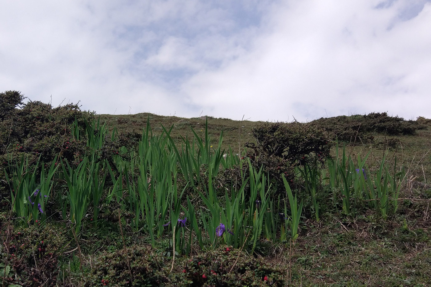 Image of Iris kemaonensis specimen.