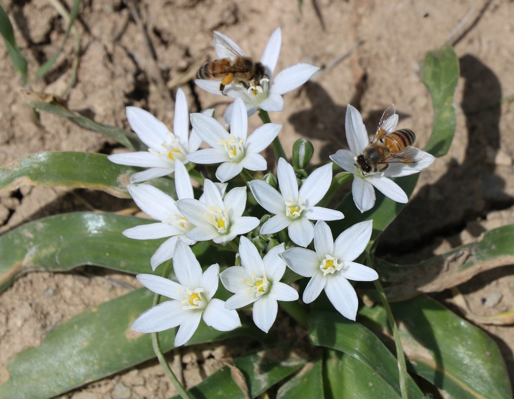 Изображение особи Ornithogalum montanum.