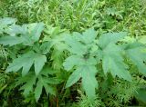 Heracleum moellendorffii