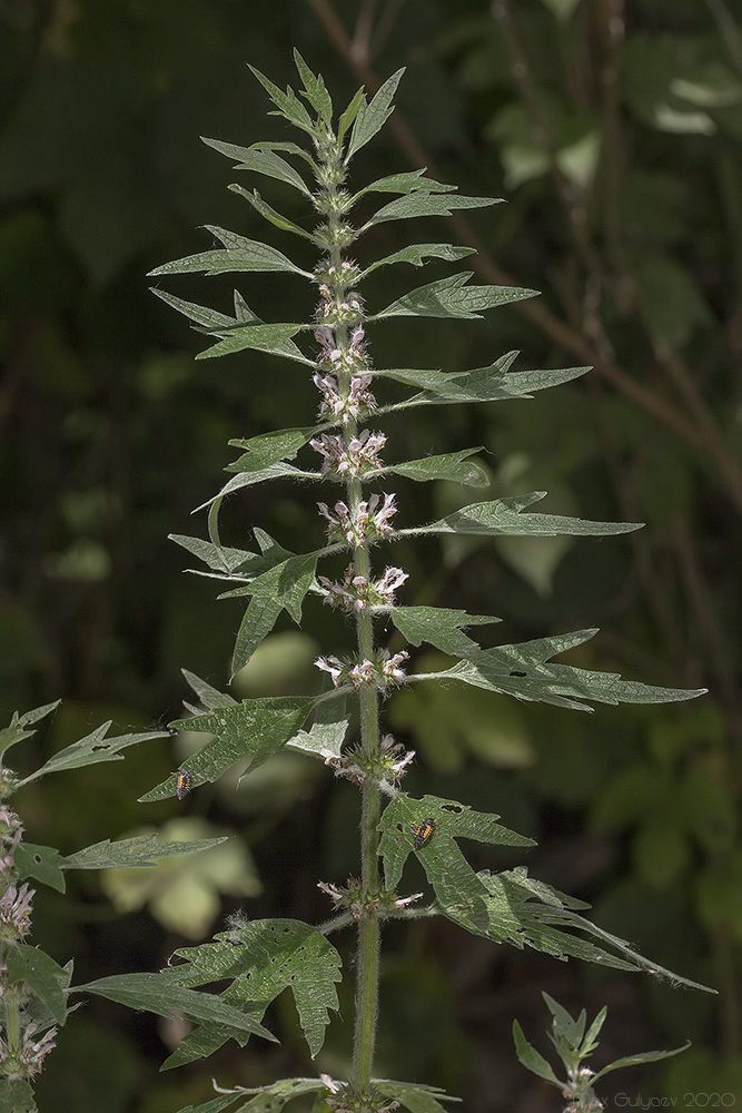 Image of Leonurus quinquelobatus specimen.