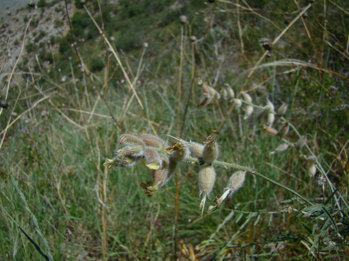 Image of Astragalus semideserti specimen.