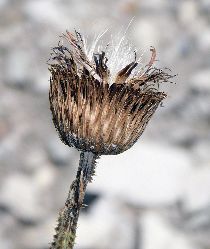 Изображение особи Carduus acanthoides.