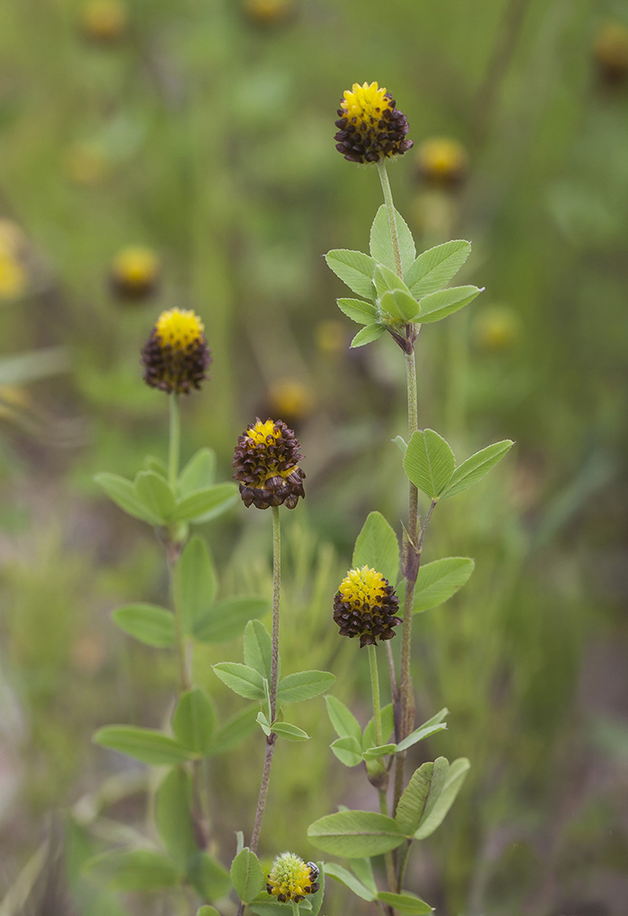 Image of Trifolium spadiceum specimen.