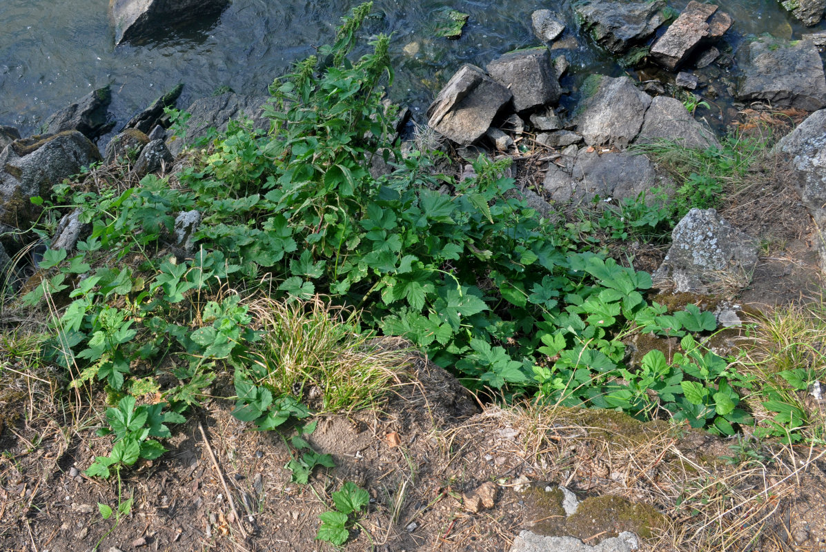 Image of Humulus lupulus specimen.