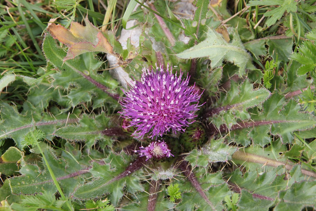 Изображение особи Cirsium esculentum.