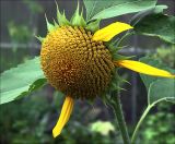 Helianthus annuus. Созревающее соцветие. Московская обл., Раменский р-н, окр. дер. Хрипань, садовый участок. 24.08.2020.
