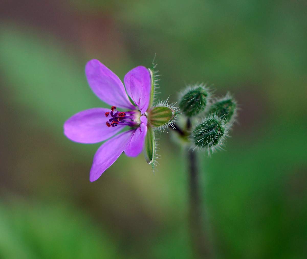 Image of Erodium cicutarium specimen.