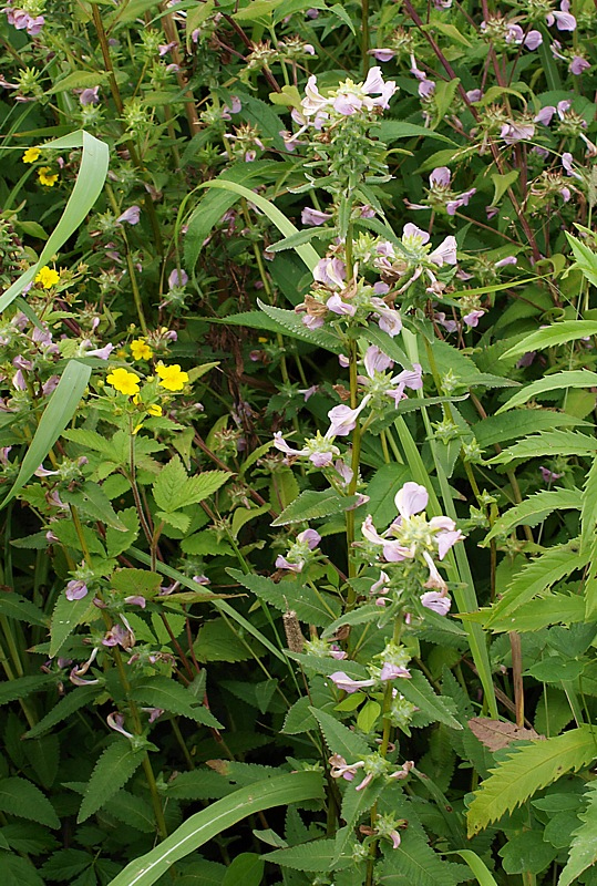 Изображение особи Pedicularis resupinata.