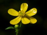 Ranunculus flammula