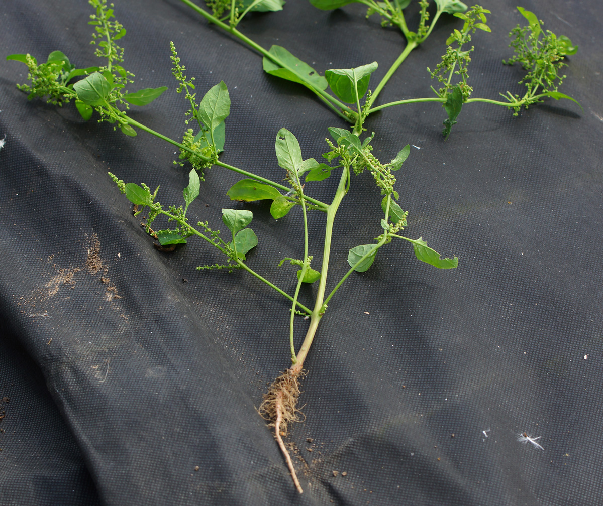 Image of Lipandra polysperma specimen.