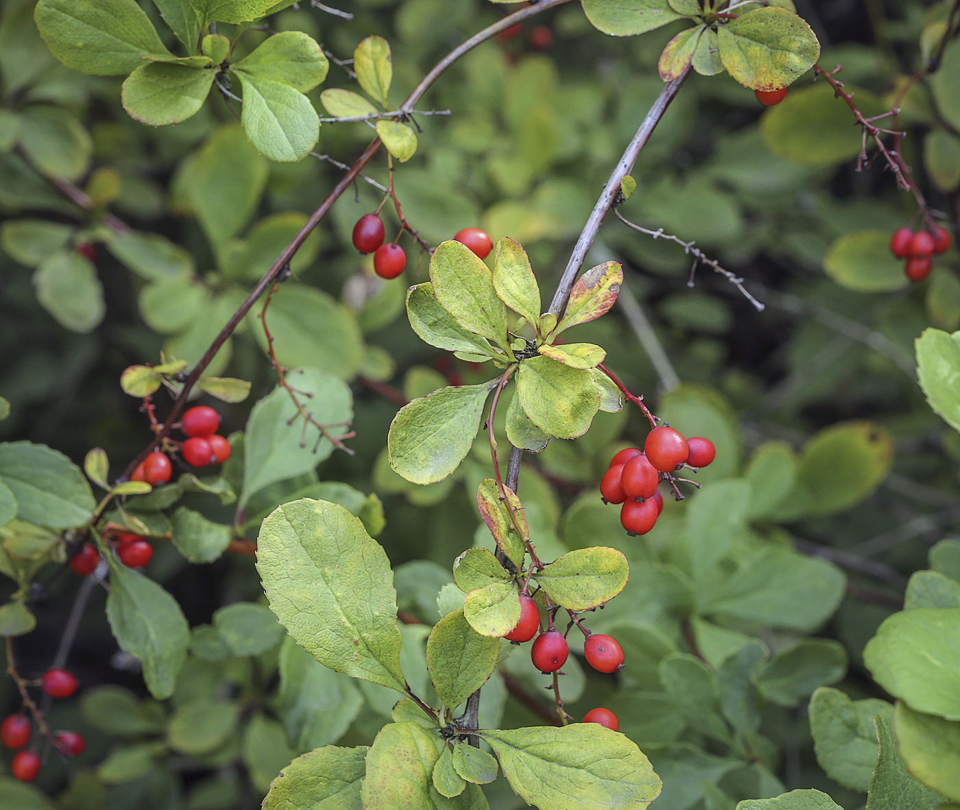 Изображение особи Berberis koreana.