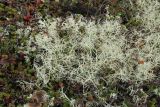Alectoria ochroleuca
