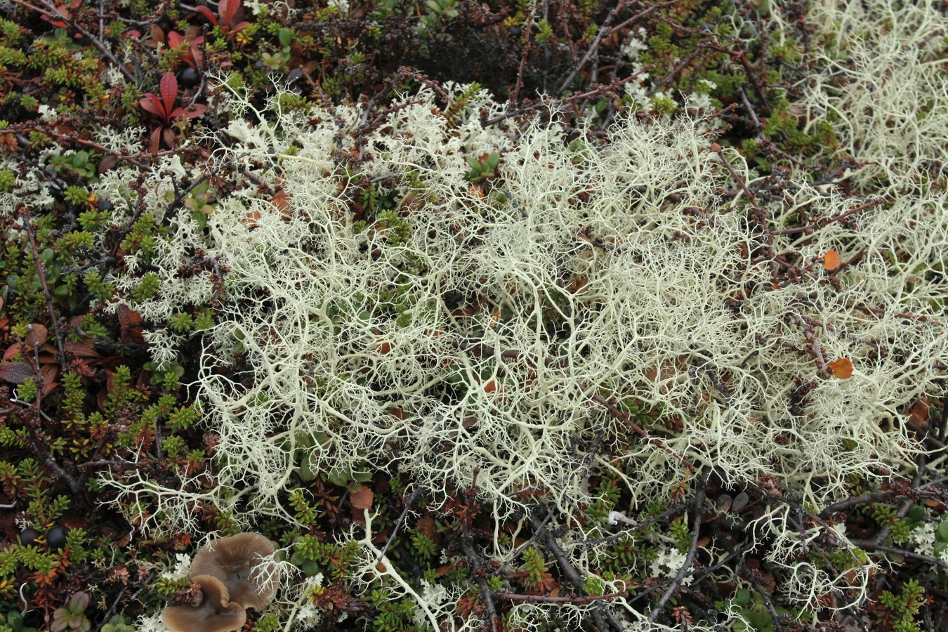 Image of Alectoria ochroleuca specimen.