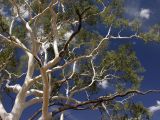 Corymbia aparrerinja. Часть кроны вегетирующего дерева. Засохшие ветви выделяются чёрным цветом, так как утратили свою светлую кору. Австралия, Северные Территории, горная система Восточный Макдоннелл (East MacDonnell), заповедник \"Trephina Gorge\", саванное редколесье. 24.10.2009.