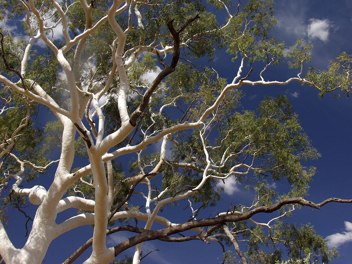Image of Corymbia aparrerinja specimen.