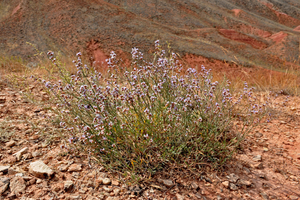 Изображение особи Limonium suffruticosum.