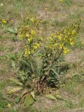 Senecio paucifolius