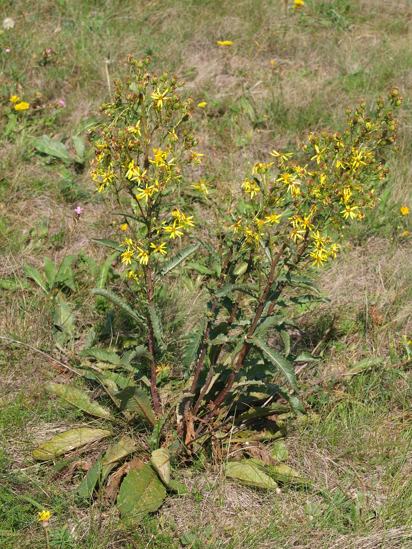 Image of Senecio paucifolius specimen.