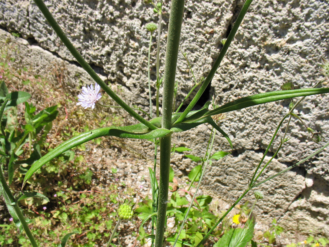 Image of Knautia integrifolia ssp. urvillei specimen.