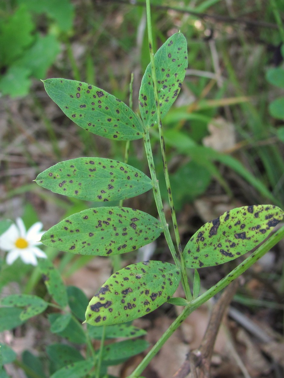 Image of Lathyrus niger specimen.