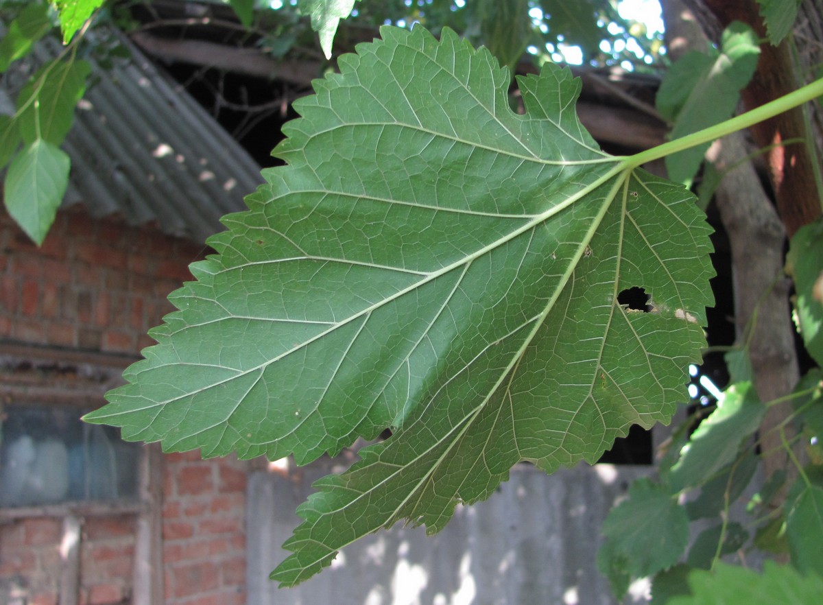 Image of genus Morus specimen.