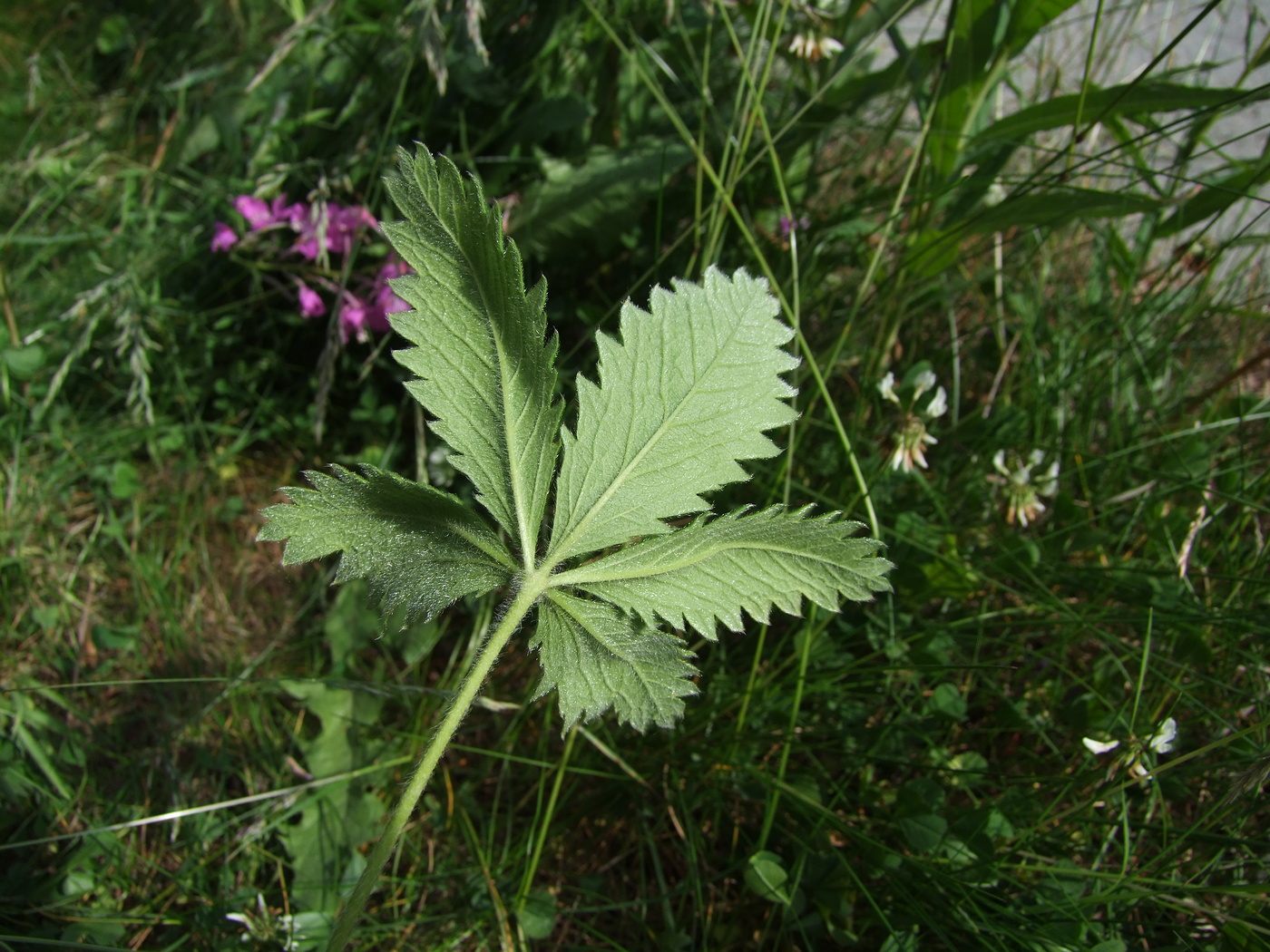 Изображение особи Potentilla chrysantha.