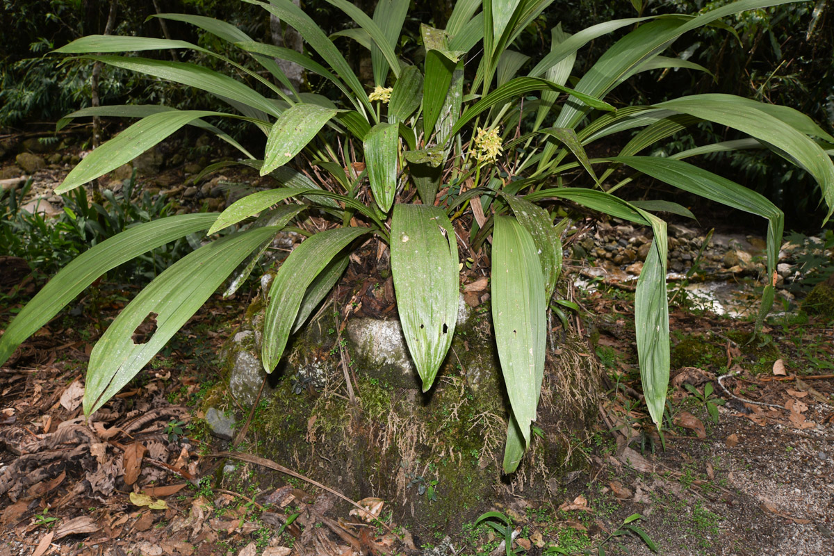 Image of familia Orchidaceae specimen.