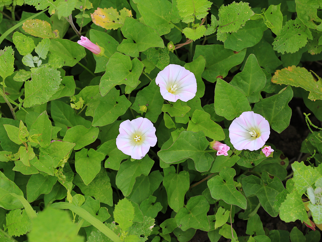 Image of Calystegia hederacea specimen.
